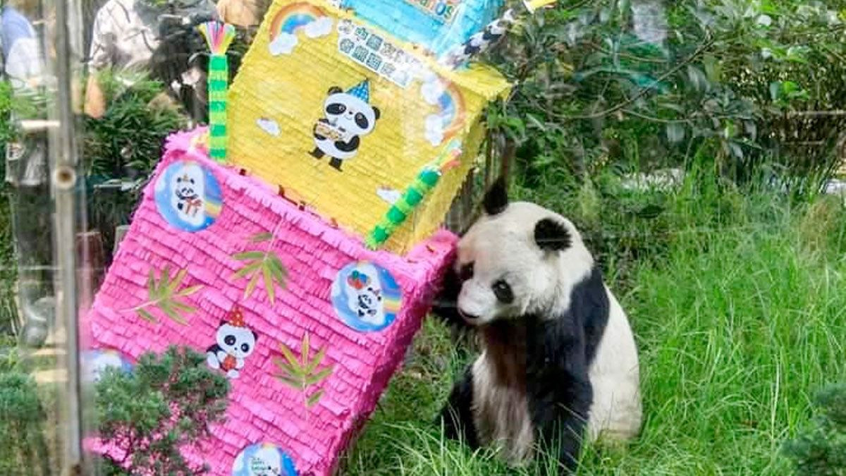 Muere Shuan Shuan, la panda gigante más longeva de México; tenía 35 años