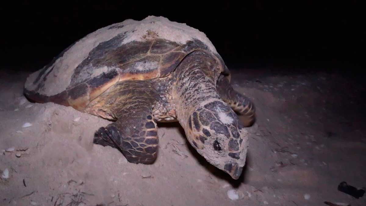 Por temporada de tortugas, hacen vigilancia nocturna en Yucatán