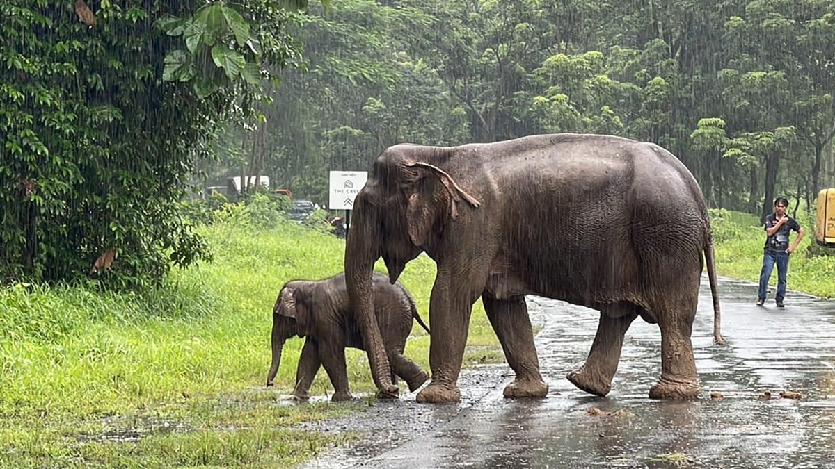 Tras el rescata, la mamá elefanta y su bebé regresaron a la naturaleza.
