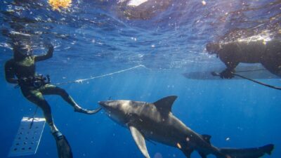TikTok: joven tiene un encuentro cara a cara con un tiburón