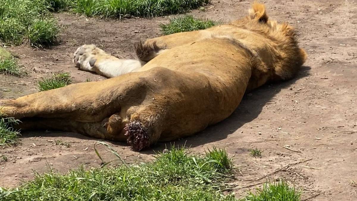 “Lucharemos por salvarlos”: Zoológico de Chapultepec atenderá a 8 felinos rescatados del refugio Black Jaguar-White Tiger