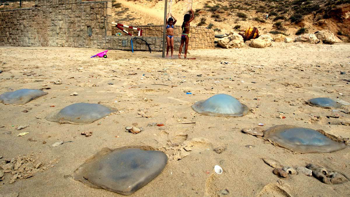 Medusas invaden playas de Israel; causan pérdidas a turismo local