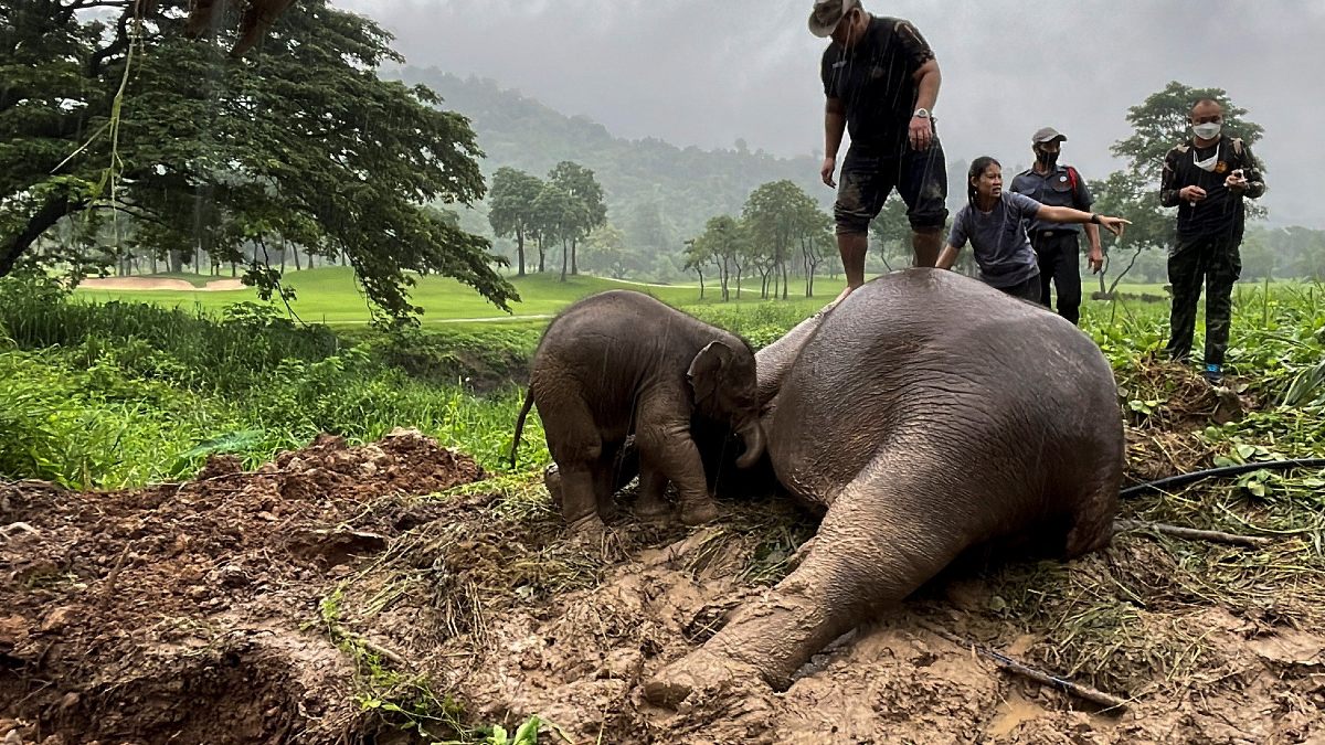 Un veterinario de paró sobre la elefanta para realizarle RCP.