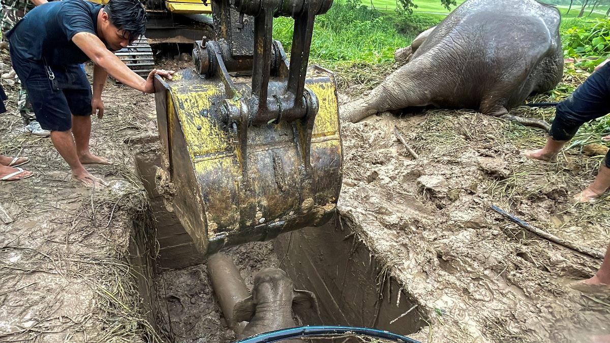 Usaron una excavadora para poder sacar el bebé elefante de un año de edad.