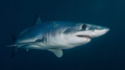 Tiburones en México: ¿cuántos tipos hay y dónde se pueden ver?