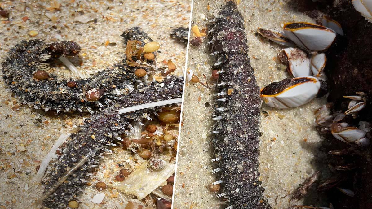 Están desconcertados: expertos hallan esta rara criatura a la orilla de playa en EU