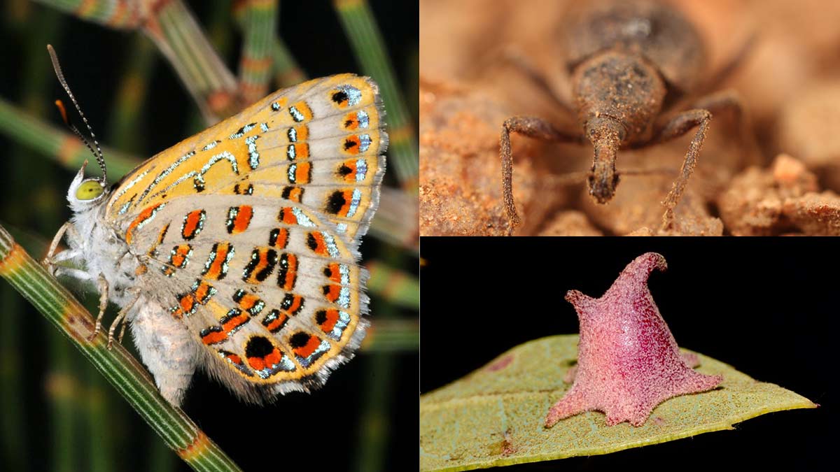 ¡Desde peces hasta mariposas! Científicos identifican 139 nuevas especies de animales y plantas