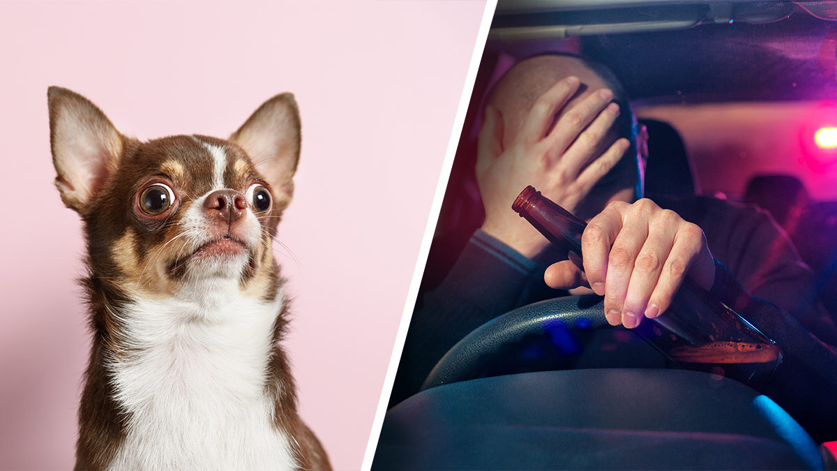 ¿Qué sucede si un conductor “no pasa” el alcoholímetro y trae a un menor o una mascota?
