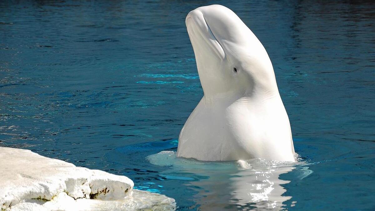 ¿Qué es la ballena blanca o beluga, la especie de cetáceo que se extravió en el río Sena?
