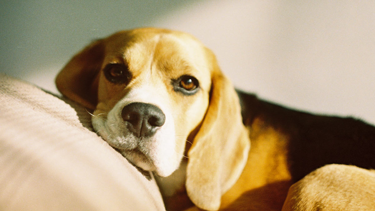 ¡Buscan hogar! Rescatan a 4 mil perros beagles que iban a ser usados en experimentos con drogas