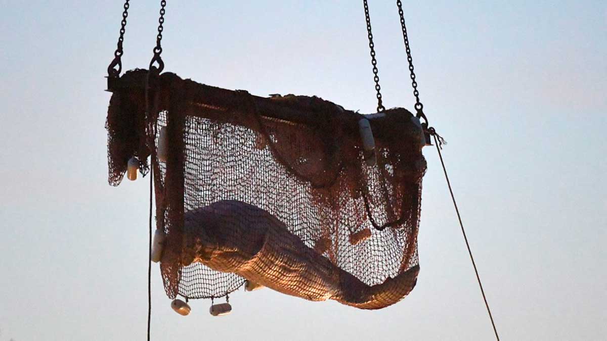 La ballena beluga extraviada en el río Sena murió durante el intento de rescate