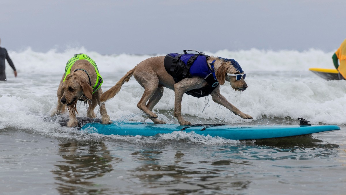 Campeonato Mundial De Surf Para Perros