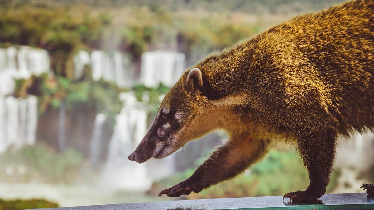 ¿Qué es el coatí, una especie amenazada que fue vista en los suburbios de Guadalajara?