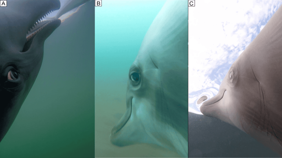 ¡Increíble video! Marina de EU coloca cámaras en sus delfines y los resultados son sorprendentes