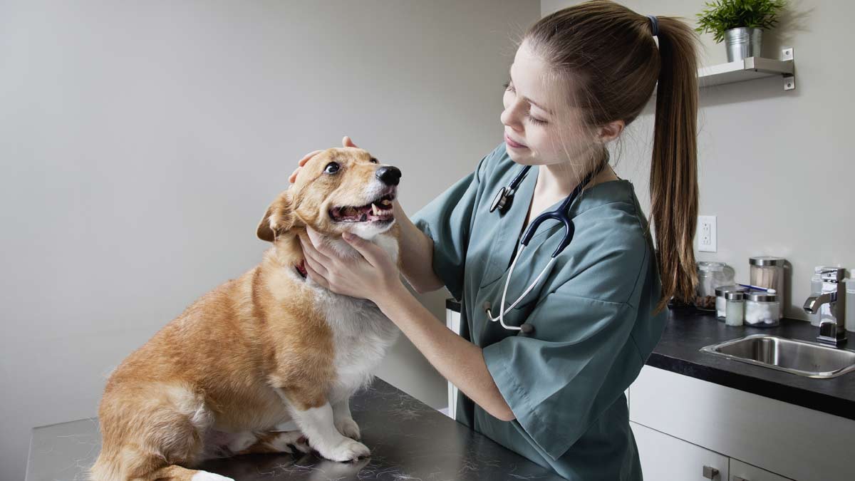 Día del veterinario: ¿dónde estudiar esta carrera y qué especialidades hay?