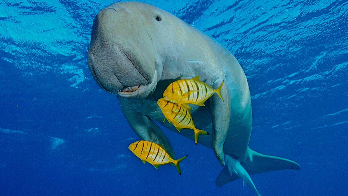 Declaran extinto al dugongo en China, esto es lo que debes saber de este mamífero marino