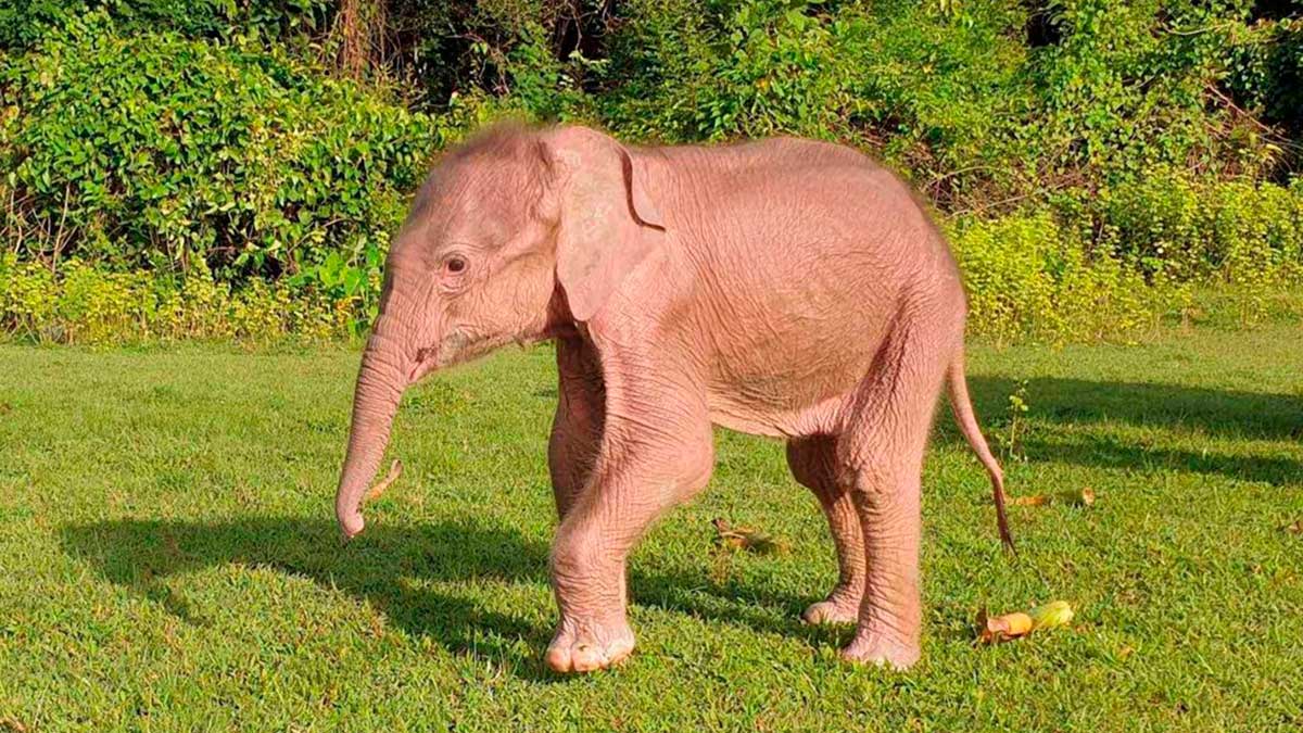 ¡Insólito y de buena suerte! Elefante blanco nace en Birmania