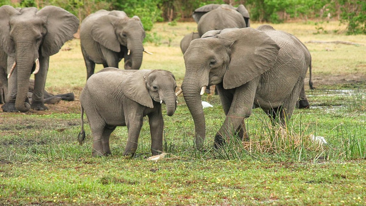 Día del elefante: ¿cuántos quedan en el mundo?