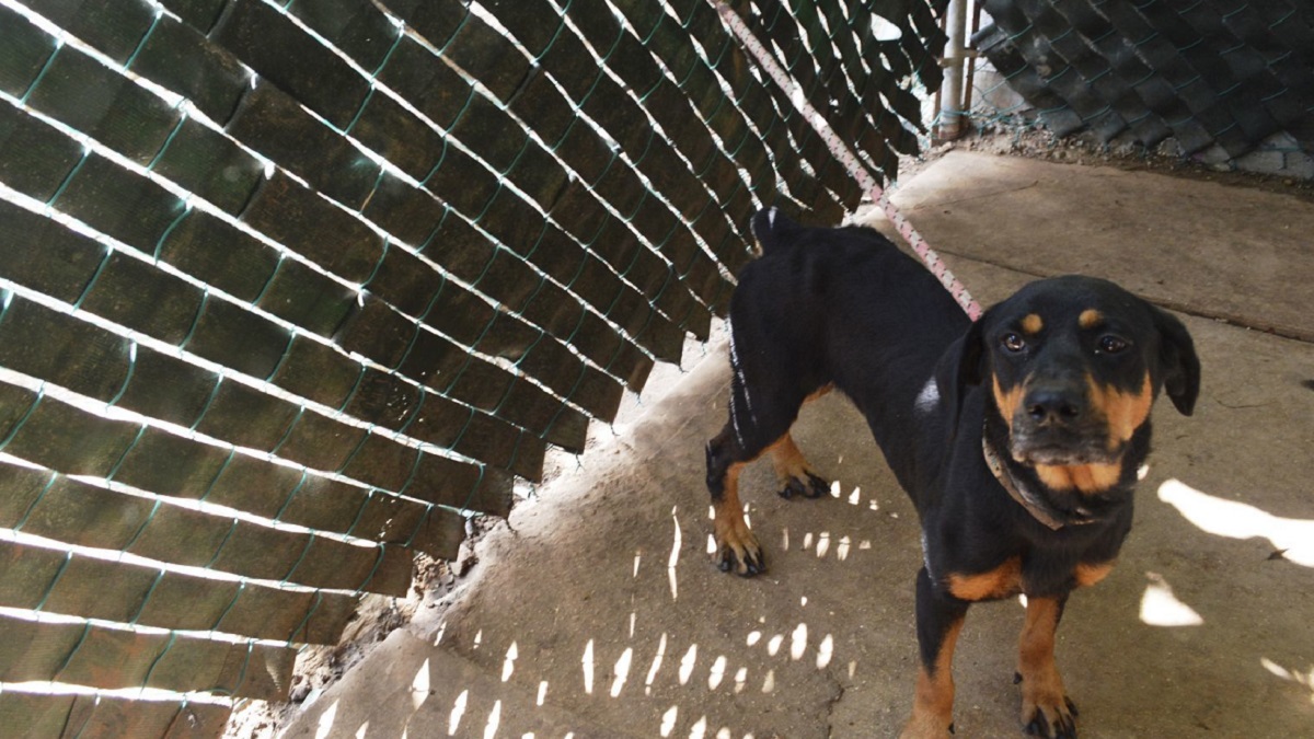 En Brasil un perro que “cuidaba” a narcos se rinde junto a sus dueños; video