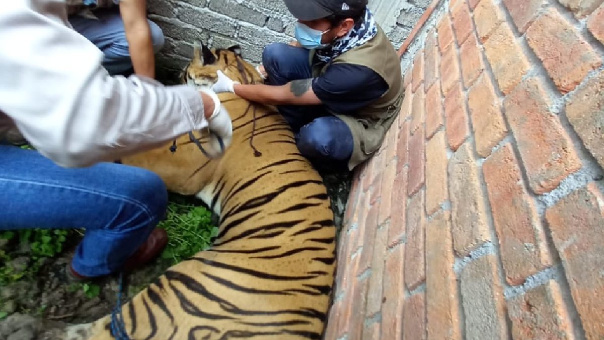 En Michoacán, hallan a tigre baleado en investigación de homicidio