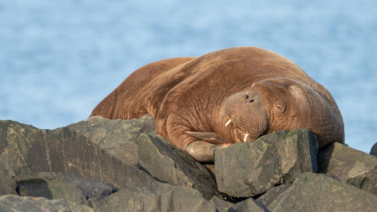 Norway: Walrus Freya is slaughtered;  experts claimed that she suffered from stress