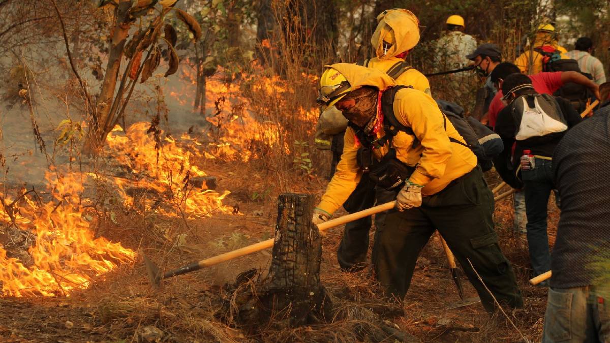 ¿Cómo puedes ayudar a prevenir los incendios forestales?