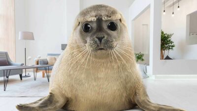 En Nueva Zelanda, foca irrumpe una casa y asusta a gato
