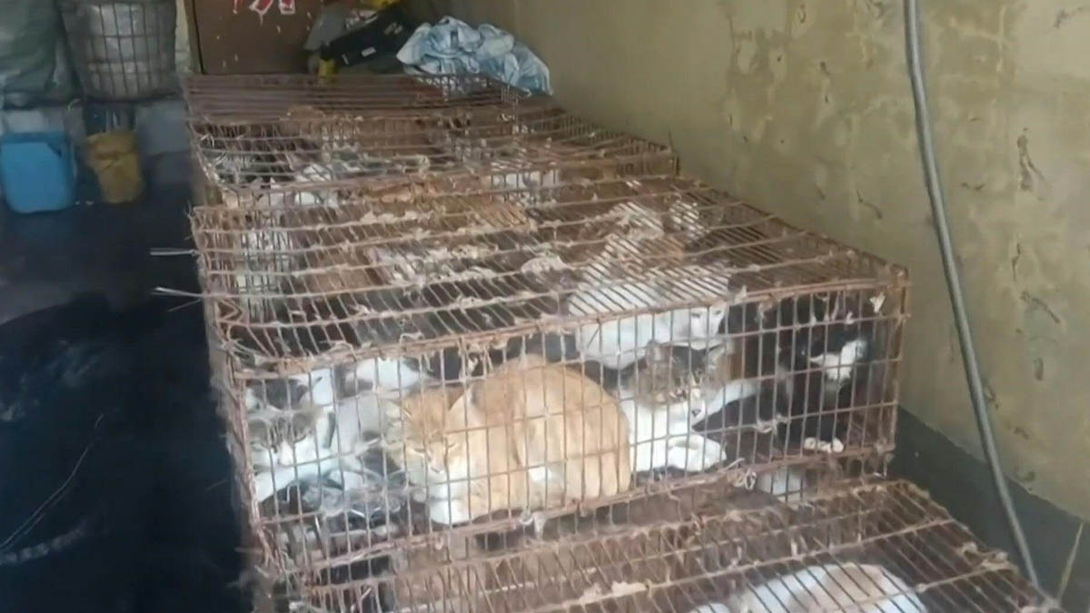 ¡Con los michis no! Policía rescata a 150 gatos capturados para consumo humano en China