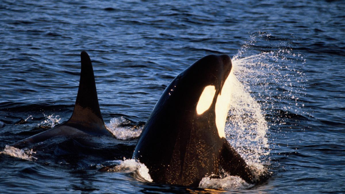 ¡Espeluznante! Reviven video de ataque de orcas a entrenador