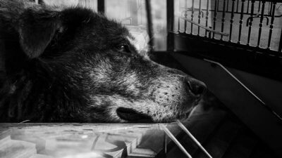 Hachiko de La Raza: Perro fiel espera a su dueña afuera del Metro CDMX