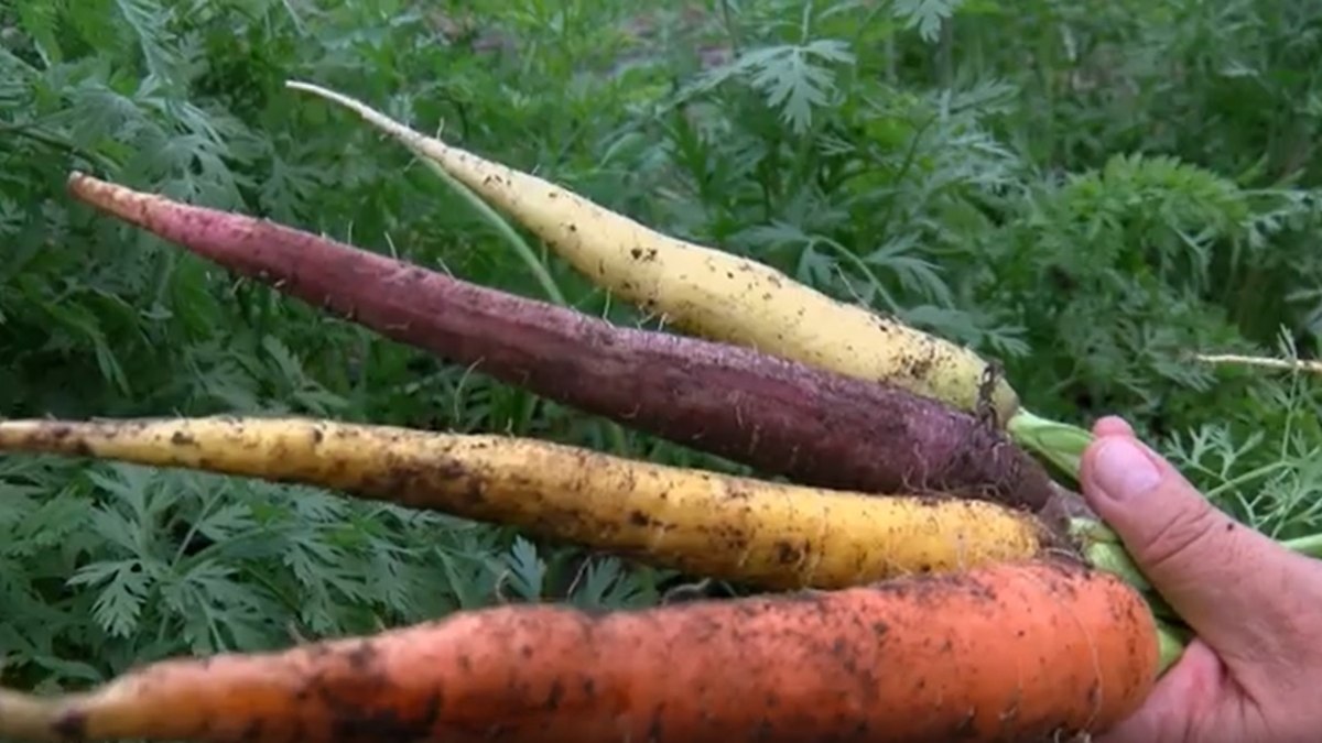 Zanahorias moradas y jalapeños púrpuras: Huerto produce nutritivos alimentos orgánicos