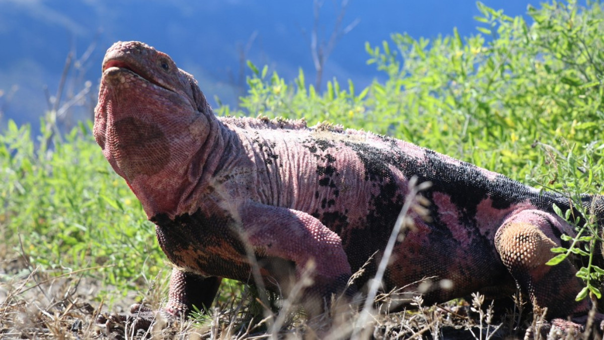 Después de casi 2 siglos, iguanas se reproducen nuevamente en isla de Galápagos