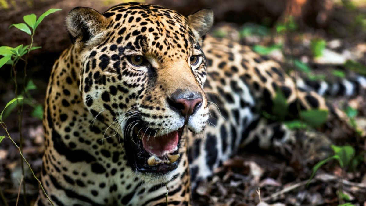 El camarógrafo Russ McSpadden dijo que el jaguar salvaje conocido como el “Jefe” ha viajado cientos de millas y cruzado la frontera dos veces.