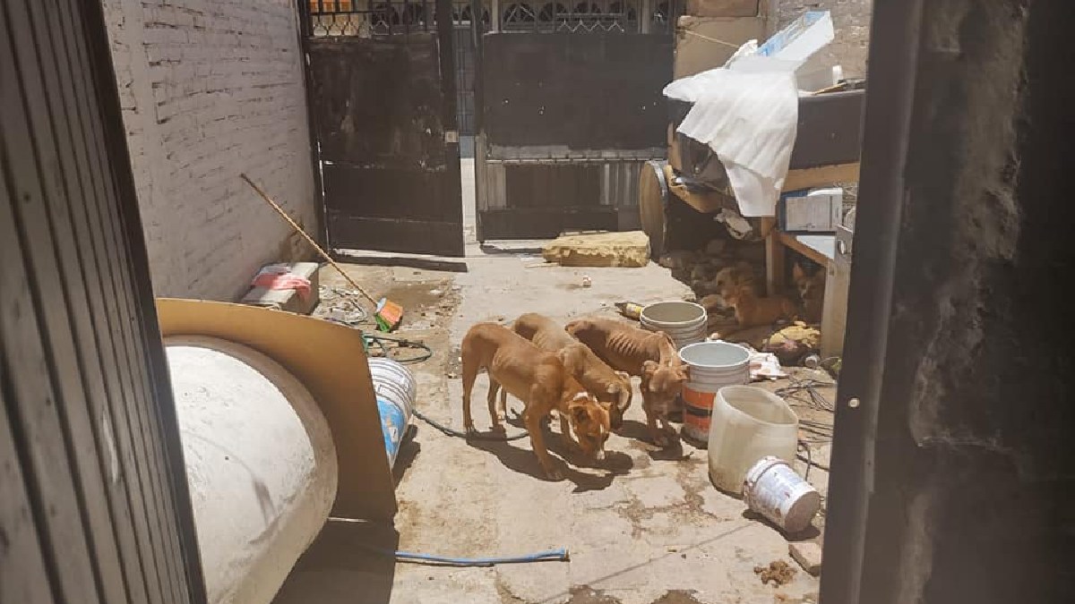¡Multa récord! Dueño de 12 perritos pagará más de 21 mil pesos por maltrato animal en León, Guanajuato
