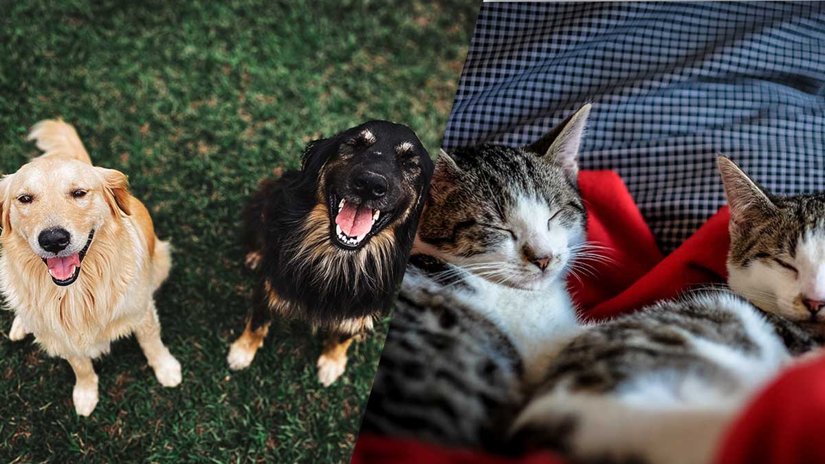 Feng shui y las mascotas, qué pasa con la energía cuando tienes en casa perros o gatos