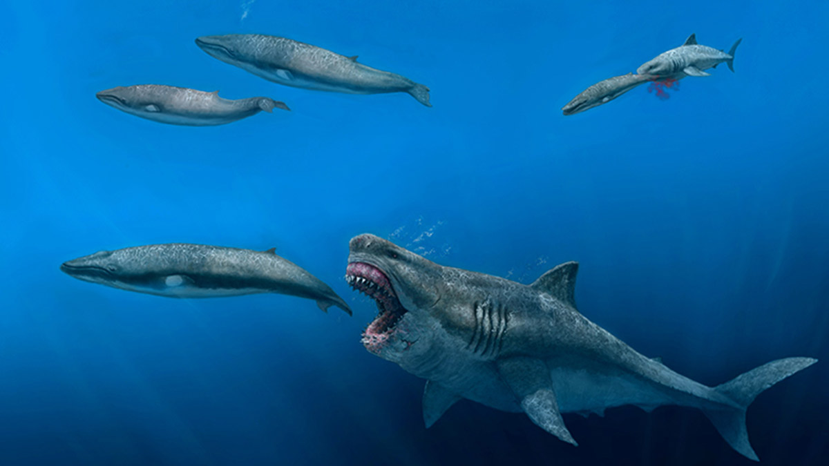Megalodón podía devorar orcas enteras, según nuevo modelo 3D del depredador