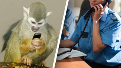 Sospechan que mono capuchino llamó al 911 desde un zoológico
