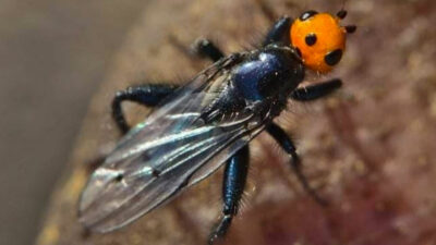 ¿Qué es la mosca quebrantahuesos?