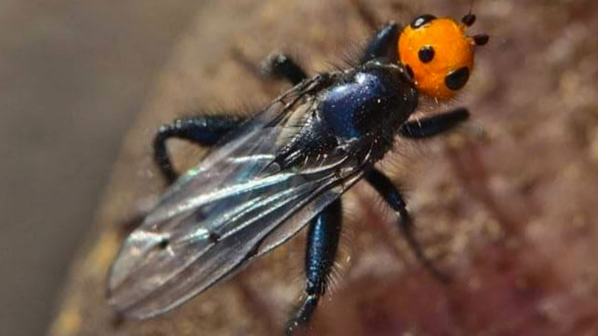 ¿Qué es la mosca quebrantahuesos y por qué preocupa su reaparición en Francia?