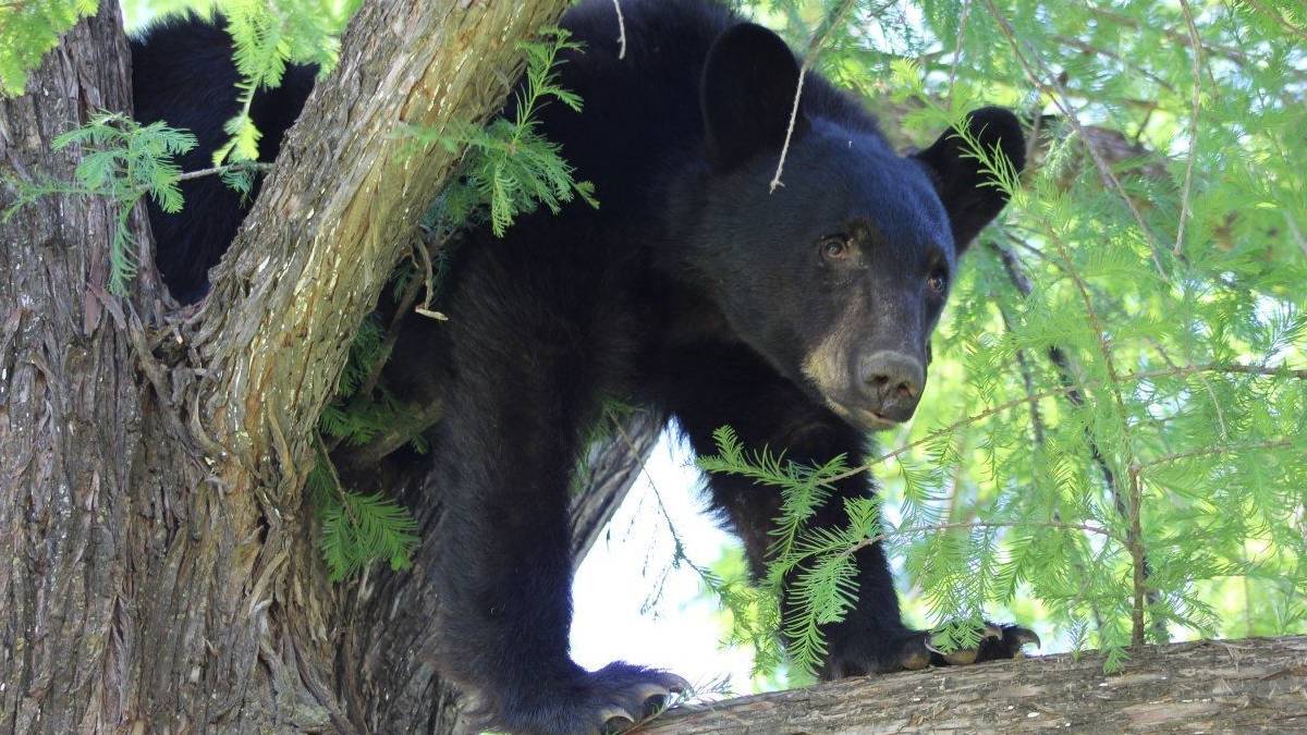 ¿Qué hacer ante la presencia de un oso en Nuevo León?