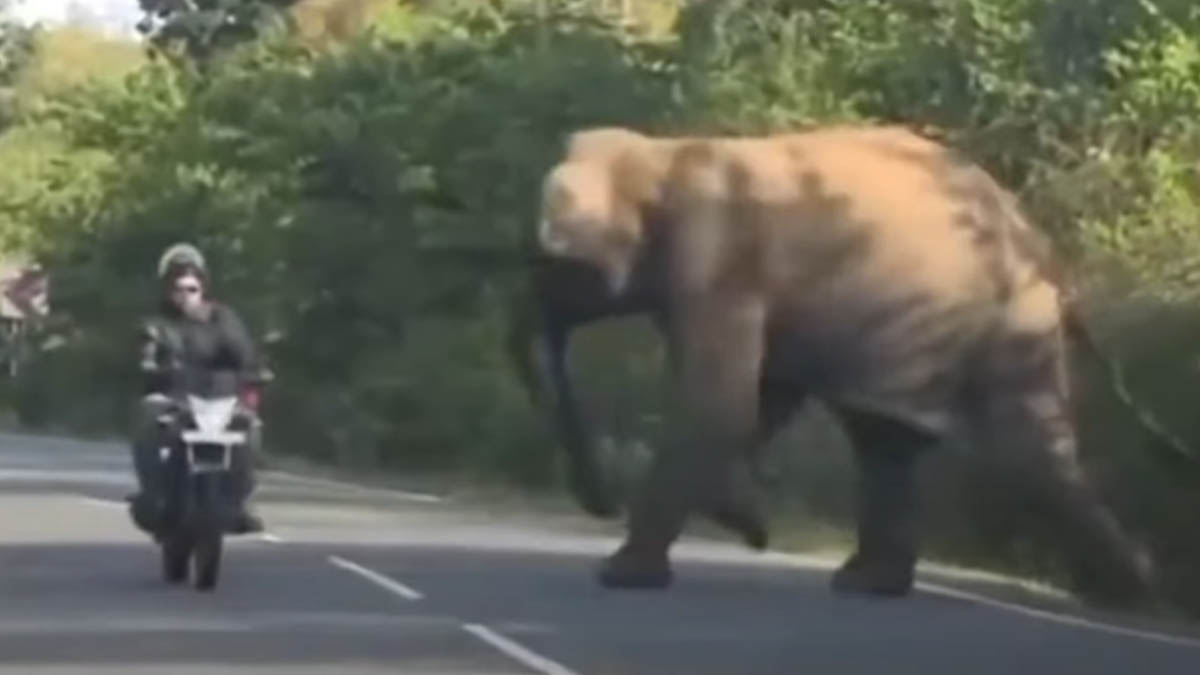Elefante pide ayuda para que rescaten a su cría