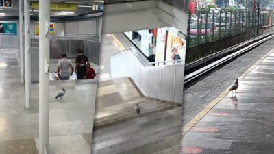 Paloma se vuelve viral por viajar en Metro de la CDMX