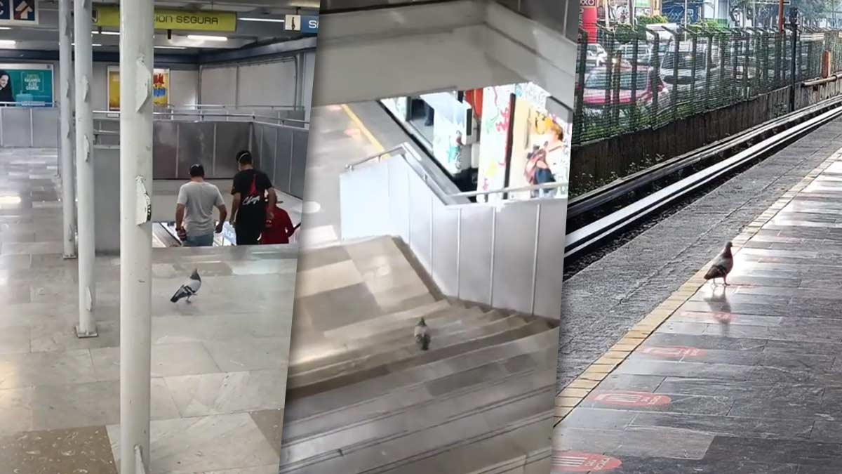 Graban a paloma usando el Metro de la CDMX; video se vuelve viral