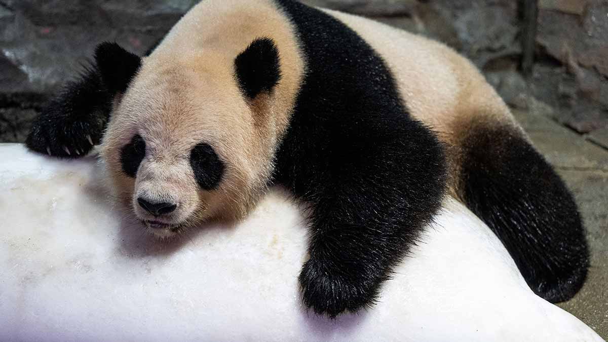Warning cry!  Giant panda gives birth to twins.  So take care of them