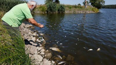 Alemania: hallan miles de peces muertos en río fronterizo con Polonia