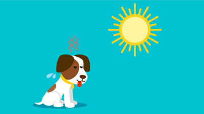5 señales para identificar que tu perrito tiene calor; ve qué hacer