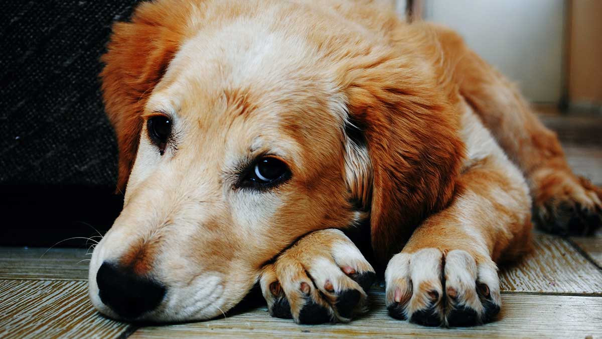 Canine dementia: at what age is it more common and what are the warning signs