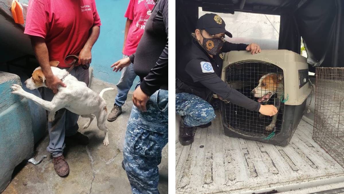 Rescatan a perro que vivía fuertes lluvias y granizo en una azotea