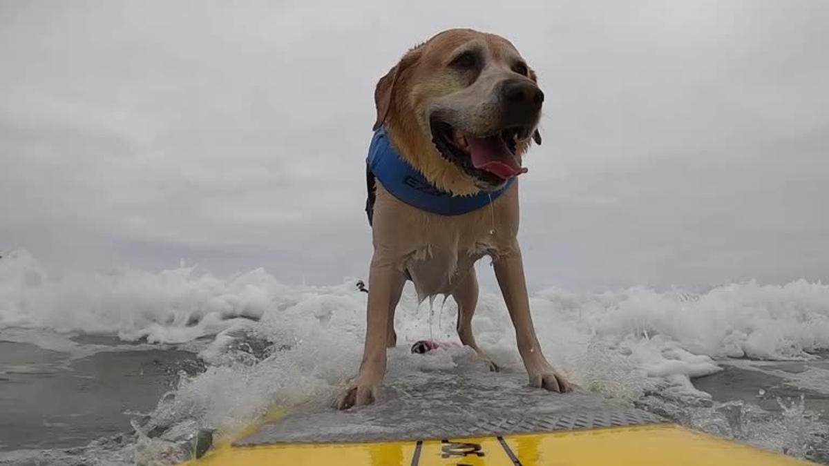 Perros surfistas conquistan olas y corazones en campeonato mundial