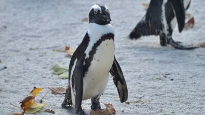 Pingüino con zapatos ortopédicos
